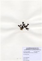 藏品(有柄褐扇藻)的圖片